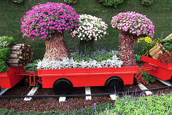 Flowers train, colorful, train, flowers, plants HD wallpaper