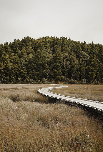 Nature, Grass, Road, Turn, Forest HD phone wallpaper