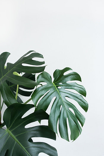 Monstera Delight - Elegant Houseplant, houseplant, graphy, plant, greenery HD phone wallpaper