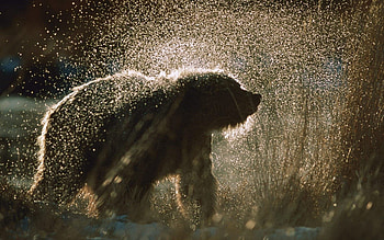 Animals, Snow, Spray, Bear, Fur HD wallpaper