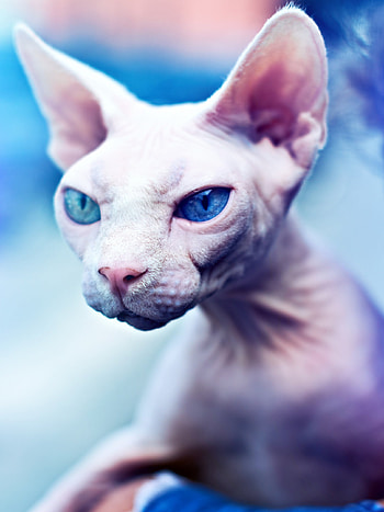 Sphynx cat, Ultra glory, Mesmerizing eyes, Timeless beauty HD phone wallpaper