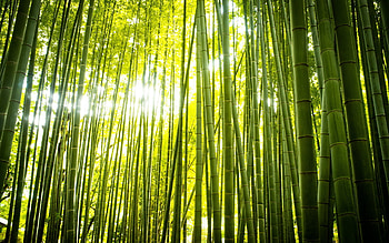 bamboo , Serene background, Captivating , Bamboo's charm HD wallpaper