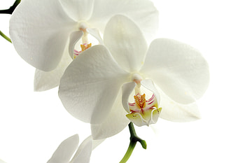 Flowers, Flower, Petals, Orchid HD wallpaper
