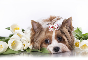 Cute Yorkshire Terrier, Flowers, Tulips, Bow, Muzzle HD wallpaper