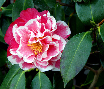Leaves, Flower, Macro, Rose Flower, Rose HD wallpaper