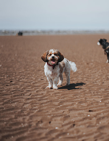 Funny, Animals, Beach, Dog, Pet, Protruding Tongue, Tongue Stuck Out HD phone wallpaper