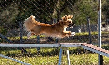 Pals and Paws Agility Club, Dog Sports HD wallpaper