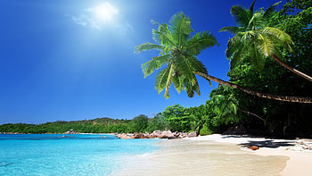 Preview beach, sand, palm trees, tropical HD wallpaper