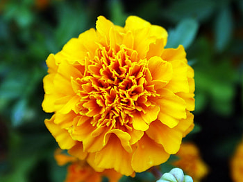 CARNATIONS, PETALS, LEAVES, GREEN, YELLOW HD wallpaper