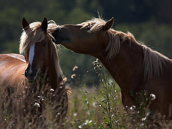 SWEET NOTHINGS, meadows, secrets, affection, dandelion, forests, grass, horses, love, fields, flowers, friends HD wallpaper