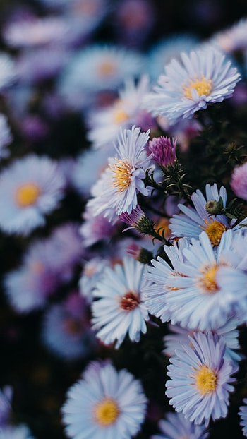 Beautiful Daisy, Flowers HD phone wallpaper