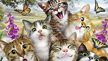 Lustige Katzen, Katze, Deutschland, Freunde, Lustige HD wallpaper