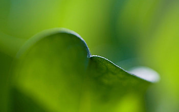 Grass, Plant, Macro, Sheet, Leaf, Bend HD wallpaper