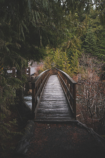 Nature, Rivers, Trees, Wood, Wooden, Bridge HD phone wallpaper