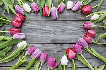 Springtime, artwork, blossoms, flowers, tulips, heart HD wallpaper