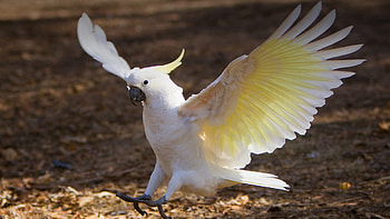Cockatoo, Animals, Posted by Sarah HD wallpaper