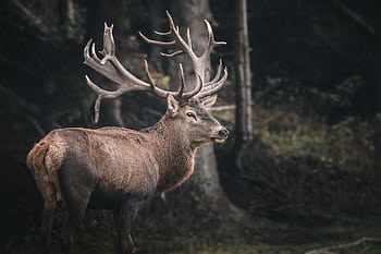 A captivating portrait of a stag in the wilderness of Italy, showcasing its striking antlers. HD wallpaper