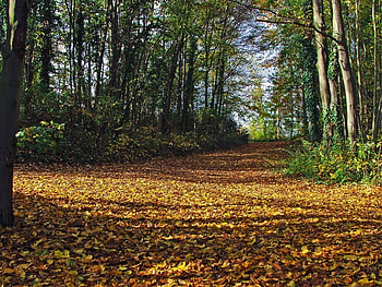 Autumn Leaves, trees, autumn, leaves, light HD wallpaper