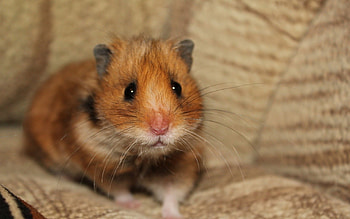 Animals, Sit, Sight, Opinion, Fright, Hamster HD wallpaper