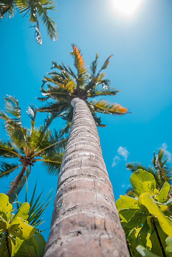 Nature, Sun, Summer, Palm, Tropics HD phone wallpaper