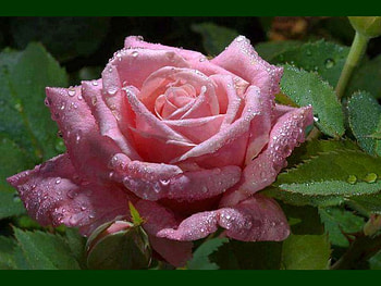 Pink rose, summer, rose, pink, drops, garden, beauty HD wallpaper