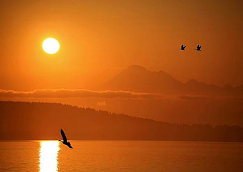 Sunrise_in_Anacortes, birds, shining, animals, red, sun, sunrise, mountain HD wallpaper
