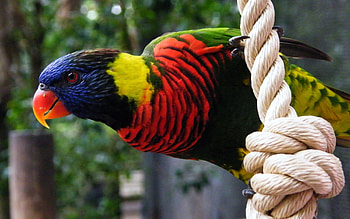 Animals, Birds, Parrots HD wallpaper