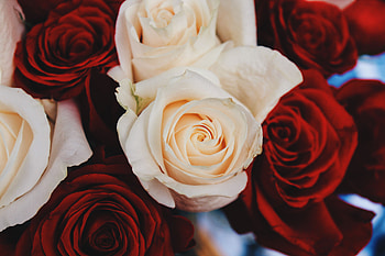 Flowers, Flower, Rose Flower, Rose, Petals, Bud HD wallpaper