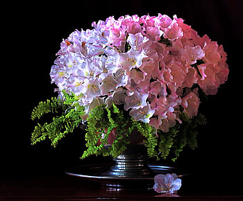 Hydrangea, blue, pink, green, flowers, arrangement HD wallpaper