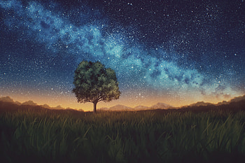 Nature, Night, Dark, Wood, Tree, Starry Sky, Lawn HD wallpaper