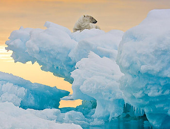 on top, waterscape, bear, animals, snow, polar, wild, water, nice HD wallpaper