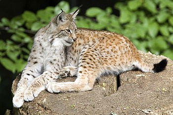 Animals, Stones, Iris, To Lie Down, Lie, Predator HD wallpaper