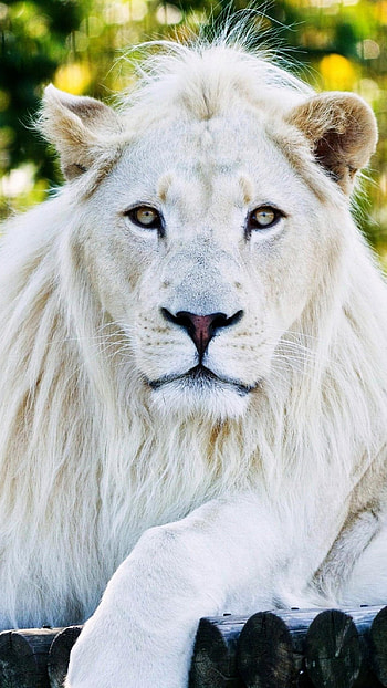 White Lion, Royal Animal HD phone wallpaper