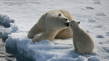 Animals, Winter, Snow, Young, Couple, Pair, Moisture, Joey, White Bears, Polar Bears HD wallpaper