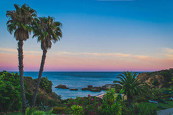 Tree, coast, sunset, sea, clean sky HD wallpaper