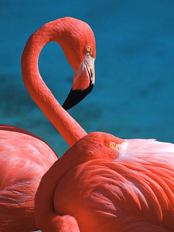 Flamingo computer , , backgrounds, High quality HD phone wallpaper
