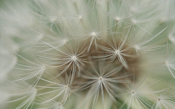 Plant, Macro, Dandelion, Fluff, Fuzz, Seeds, Seed HD wallpaper