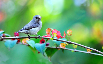 Animals, Flowers, Bird, Blur, Smooth, Branch HD wallpaper