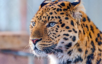 Animals, Leopard, Predator, Sight, Opinion, Blue Eyed, Blue-Eyed HD wallpaper