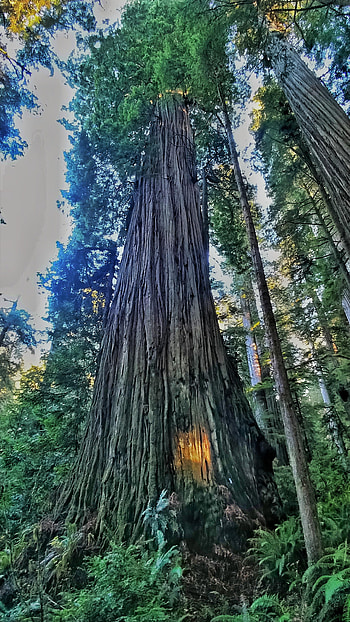 Unplanted redwoods, Coolest experience, Nature's marvel, Captivating beauty HD phone wallpaper