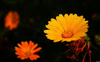 Orange flowers, graphy, raindrops, garden, , drops, meadow, spring, orange, summer, dewdrops, abstract, field, waterdrops, petals, nature, flowers HD wallpaper