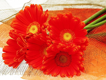 Flowers for my friend Talana., red, nature, flowers, friend, gift HD wallpaper