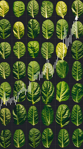 Vibrant Spinach Growth: An Inspiring , leaf, nature HD phone wallpaper