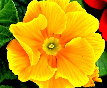 Viridea, petunia, yellow, macro, flower HD wallpaper
