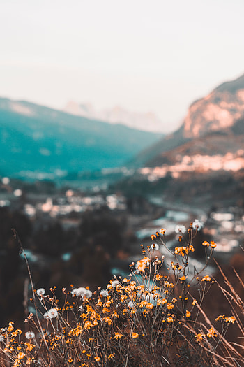 Nature, Flowers, Mountains, Wild HD phone wallpaper