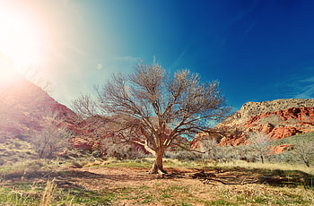 Dry tree, desert, nature, sunlight HD wallpaper
