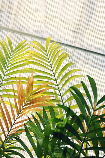 Close-up of vibrant green fan palm fronds basking in sunlight, creating a tropical ambiance. HD phone wallpaper