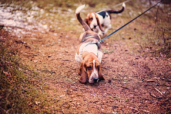 Dog, sweet, animal, dogs, cute, beautiful, puppys, puppy, pretty, animals, lovely HD wallpaper