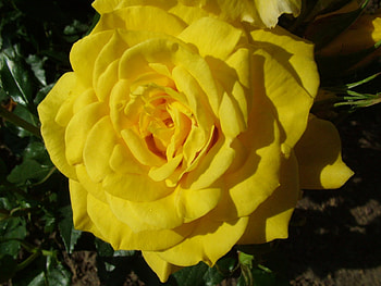 ROSE, PETALS, LEAVES, GREEN, YELLOW HD wallpaper