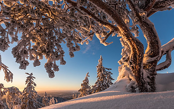 winter scene, trees, nature, , snow HD wallpaper
